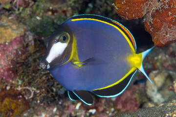 Fototapeta na wymiar Whitecheek Surgeonfish -Acanthurus nigricans. Sea life of Bali, Indonesia. 