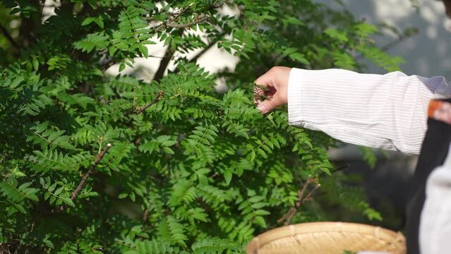 山椒の葉を積む女性