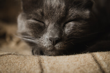 Cat gray muzzle close-up portrait. a time of calm and sleep. Nose in focus - 600116736