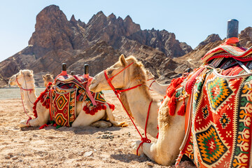 Harnessed riding camels resting in the desrt, Al Ula, Saudi Arabia