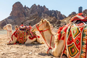 Fotobehang Harnessed riding camels resting in the desrt, Al Ula, Saudi Arabia © vadim.nefedov