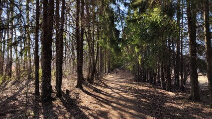 Road or path in the Park among the tall trees. An alley among pine trunks on a sunny day with light and shade. Landscape, nature for background