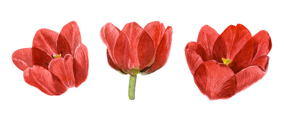 Set of opened red tulip flower on a white background. Watercolor botanical illustration.