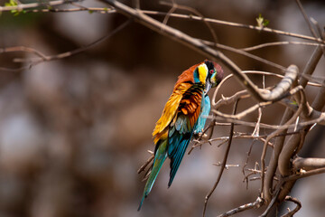 A multicolored European bee-eater resting on a chaste tree branch near its nest. Merops apiastrer.