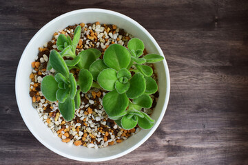 鉢植えのアロマティカス