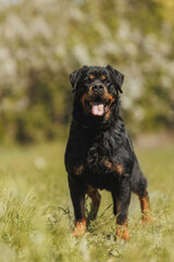 rottweiler dog animal portrait