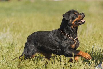 rottweiler dog animal portrait