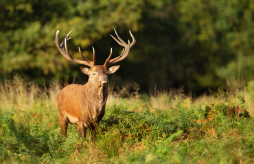 Naklejka na ściany i meble Close up of an impressive red deer stag standing in bracken