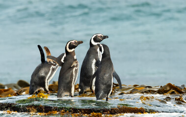 Group of Magellanic penguins on the beach