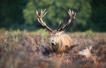 Red deer stag with a hind during rutting season in autumn