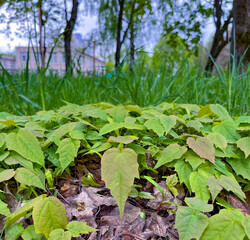 young maples have grown in the park in the spring