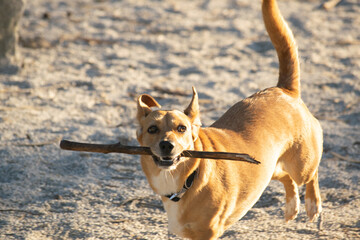 Dog holding large stick on sandy ground at sunset