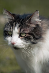 Naklejka na ściany i meble Feline Majesty: A Stunning Portrait of a cat