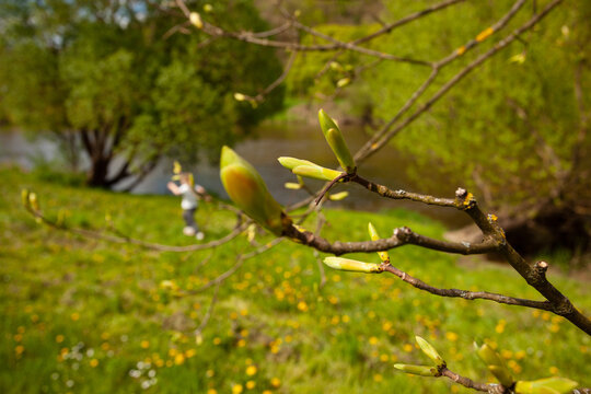 A green bud at the end of a branch is ready to open. The buds inspire spring the renewal of nature, the blurred background includes a river and a silhouette.