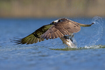 Rybołów (Pandion haliaetus) © Grzegorz