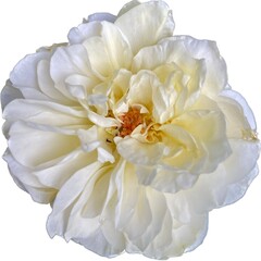 white rose flower on white background 