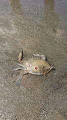 crab on the beach