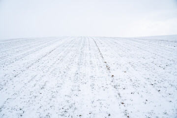 Landscape of wheat field covered with snow in winter season. Agriculture process with a crop cultures.