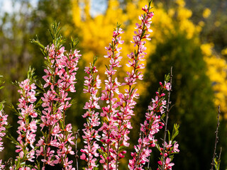 Flowering shrub, tree with pink flowers. Low almond blossoms in spring. Close-up of flowers and...