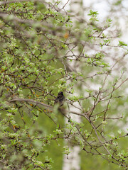 Spring in nature. Trees are blooming with leaves and buds. A thrush sits in a pear tree