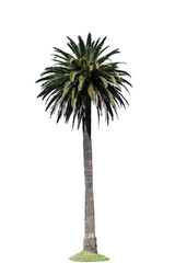 Obraz premium palm tree isolated on white background
