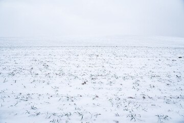 Landscape of wheat field covered with snow in winter season. Agriculture process with a crop cultures.