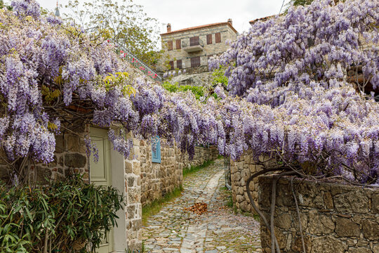 wisteria lined path in a village

