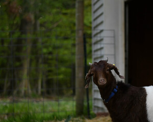 Boer goat looking at camera with smile. Copy space.