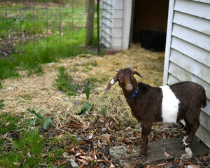 Boer goat standing looking at camera. Copy space.