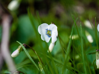 Spring, green grass, blooming meadow flowers. A flower with white petals. Close-up of flowers and blurred background.