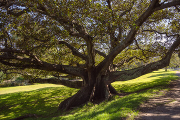 big tree in the park, outdoor activities concept, Fig tree, under the shade of green leaves,leaf, foliage.