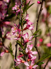 Flowering shrub, tree with pink flowers. Low almond blossoms in spring. Close-up of flowers and blurred background.