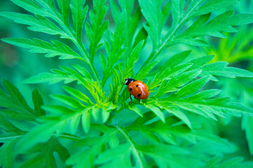 ladybug on green leaf