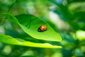 Fototapeta na wymiar ladybug on green leaf