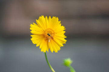 Bee on the yellow flower