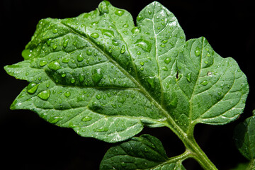 raindrops on fresh green leaves on a black background. Waterdrop on green leaf after a rain on tomato plant