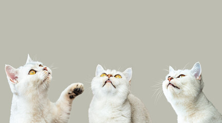 Three beautiful British silver cats look up.