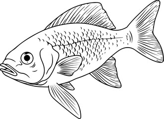 Fish vector illustration. Sea animal coloring book or page for children