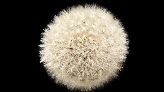 A dry field dandelion with a white head rotates on a black background. 