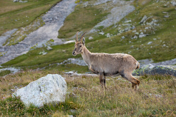 Bouquetin dans la montagne
