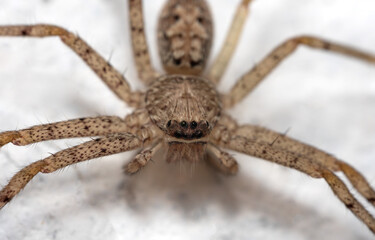 Macro photo of a wolf spider on a white wall.