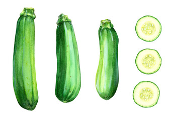 An watercolor illustration of zucchinis and their cross section images