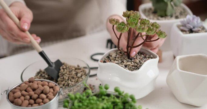 Woman adding soil into pot with Aeonium house while planting potting