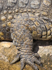 Obraz premium foot of a crocodile captured from close up to admire the details in a park in Agadir Morocco