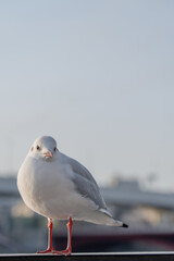 Fototapeta premium カモメ