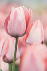 チューリップ