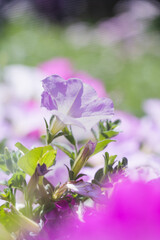 Fototapete bei efototapeten.de bestellen   