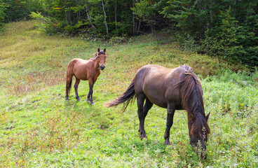 brown horses grazing in the meadow

