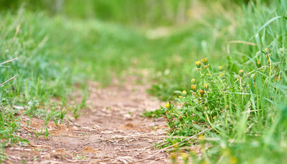 Spring path with green grass. Close-up. Nature.	
