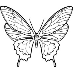 butterfly vector illustration black and white